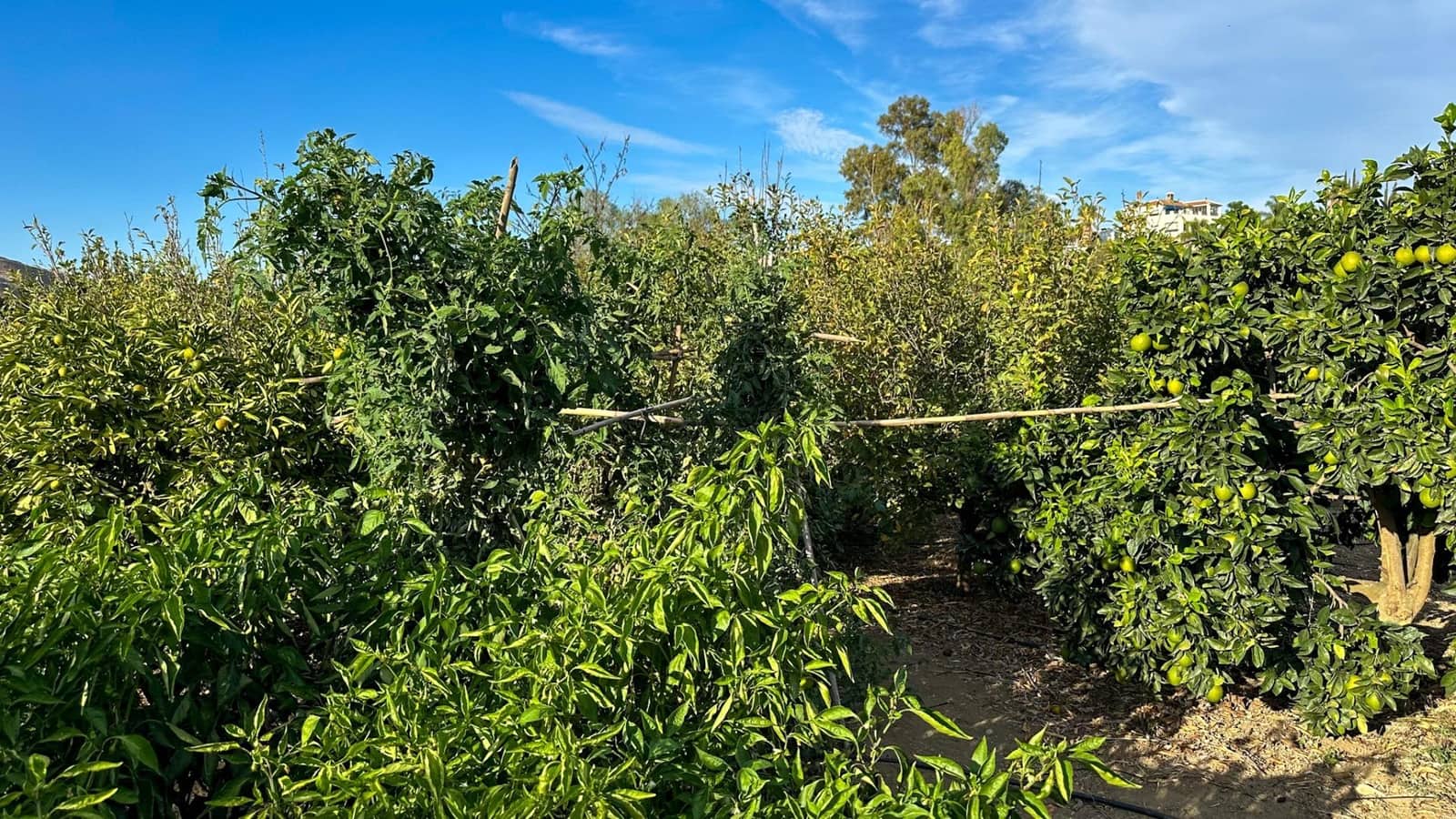 Terreno para Construção para venda em Alhaurin el Grande - 170 000 € (Ref: 9338966)