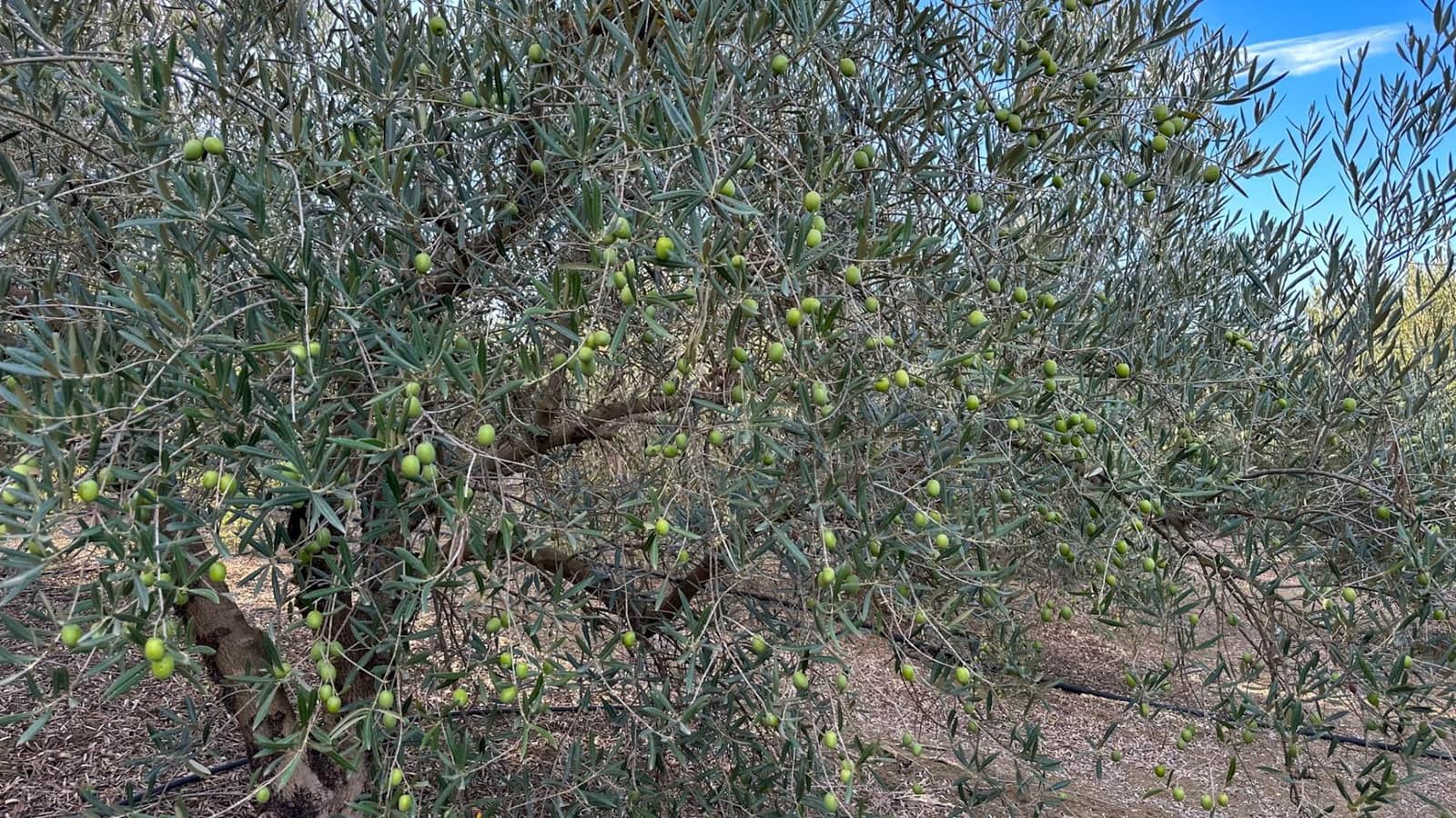 Terreno para Construção para venda em Alhaurin el Grande - 170 000 € (Ref: 9338966)