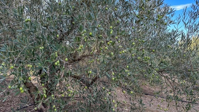 Tomt till salu i Alhaurín el Grande - 170 000 € (Ref: 9338966)