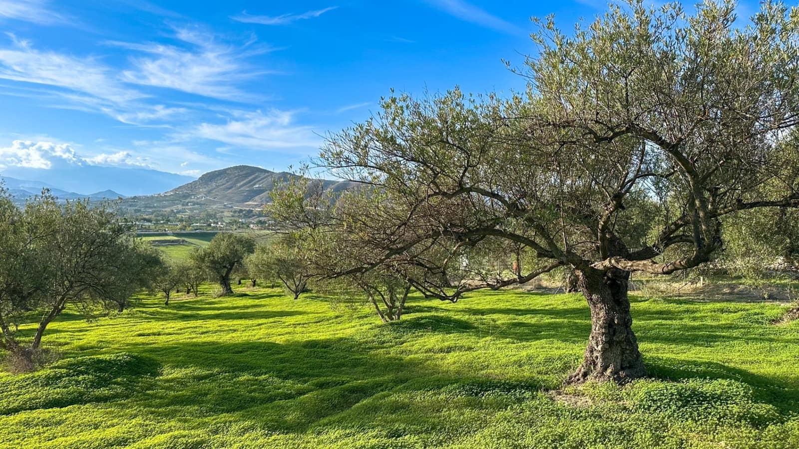 Building Plot for sale in Alhaurin el Grande - € 230,000 (Ref: 9338971)