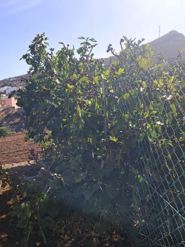 Bauplatz zu verkaufen in El Rosario - 70.000 € (Ref: 10065122)