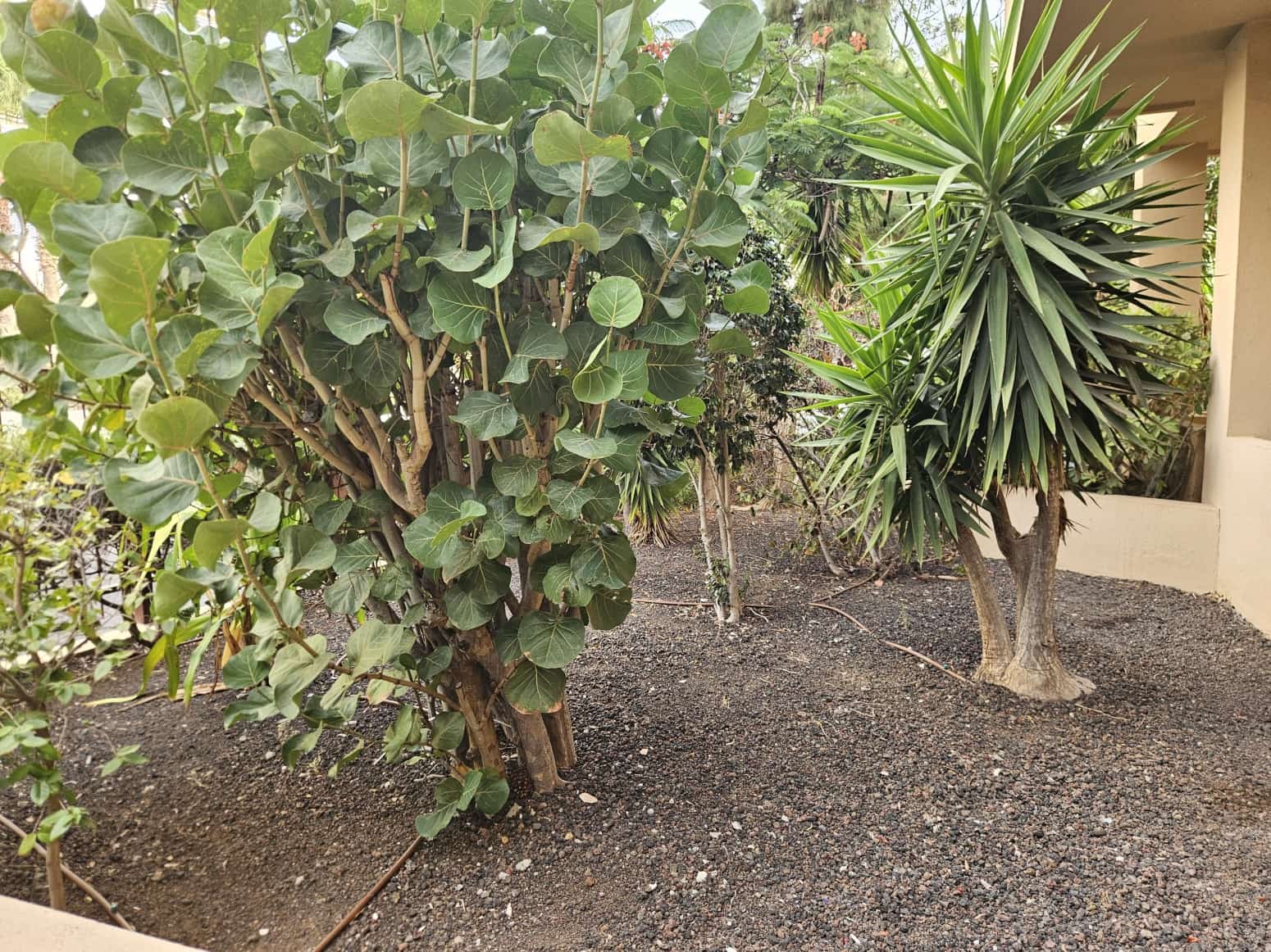 4 sovrum Lägenhet till salu i Santa Cruz de Tenerife - 425 000 € (Ref: 10077048)