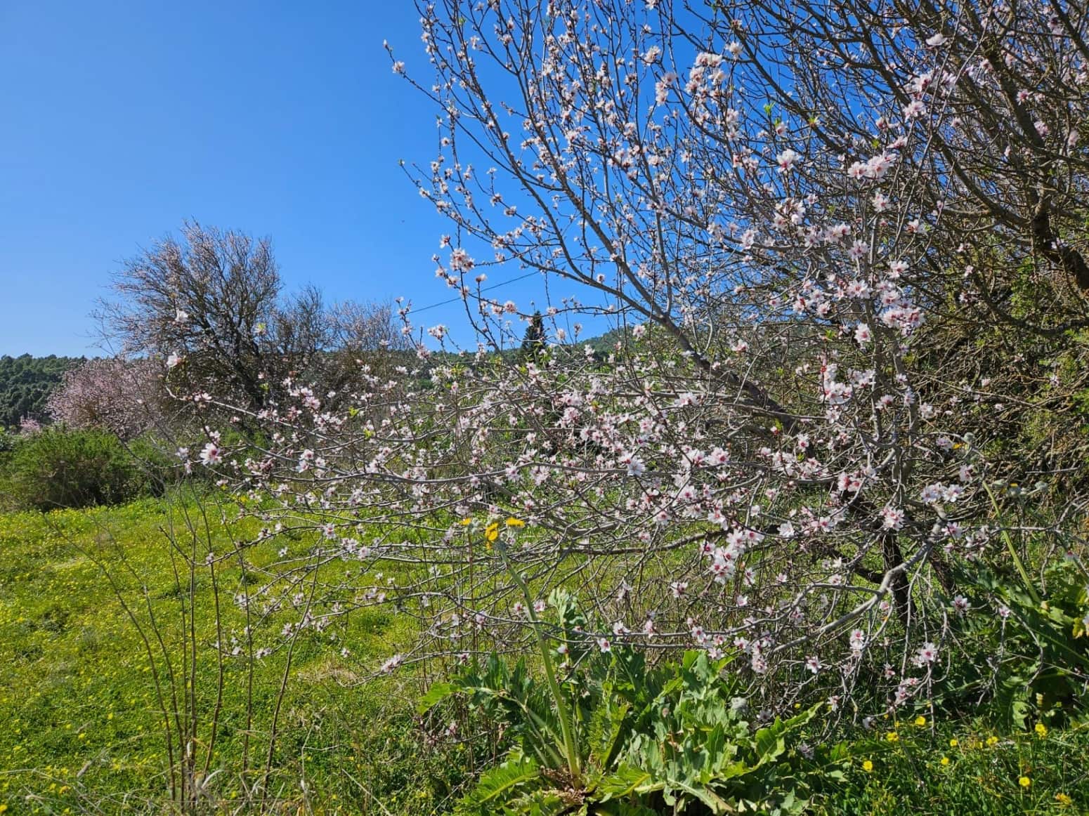 Bauplatz zu verkaufen in El Rosario - 45.000 € (Ref: 8637232)