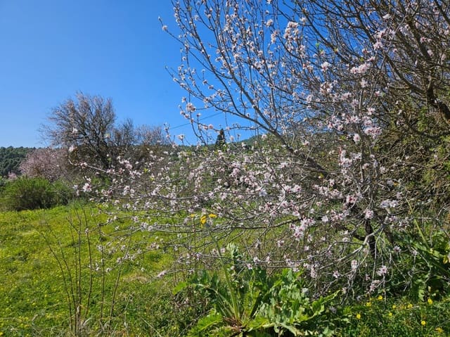 Bauplatz zu verkaufen in El Rosario - 45.000 € (Ref: 8637232)