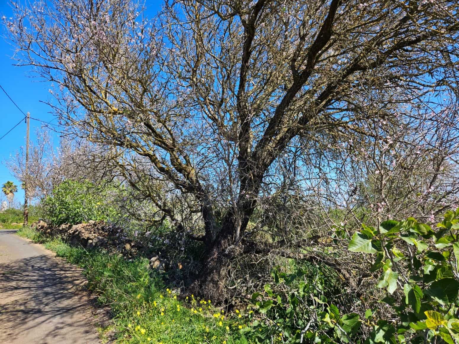 Bauplatz zu verkaufen in El Rosario - 45.000 € (Ref: 8637232)