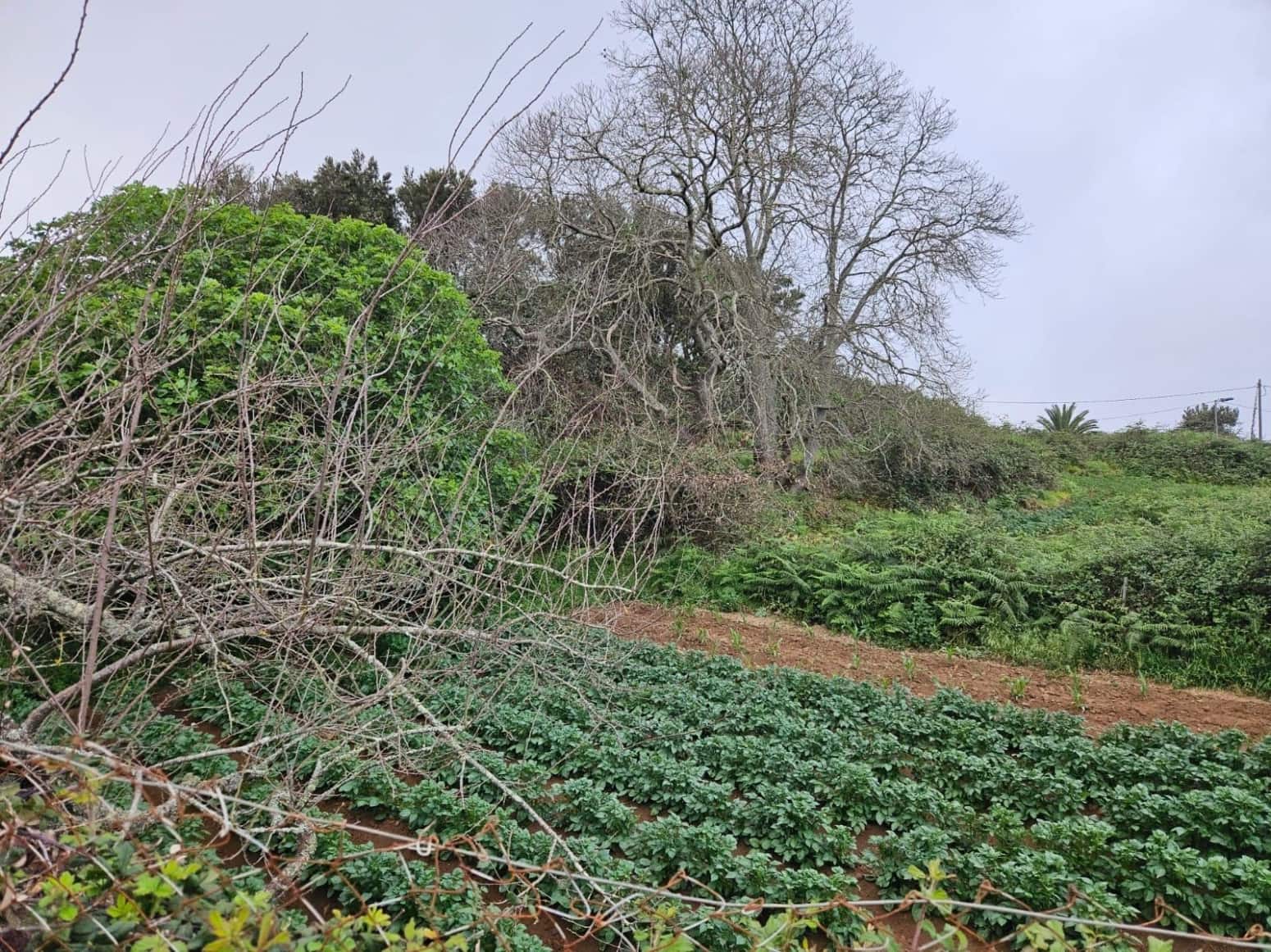 Building Plot for sale in El Sauzal - € 18,000 (Ref: 8637246)