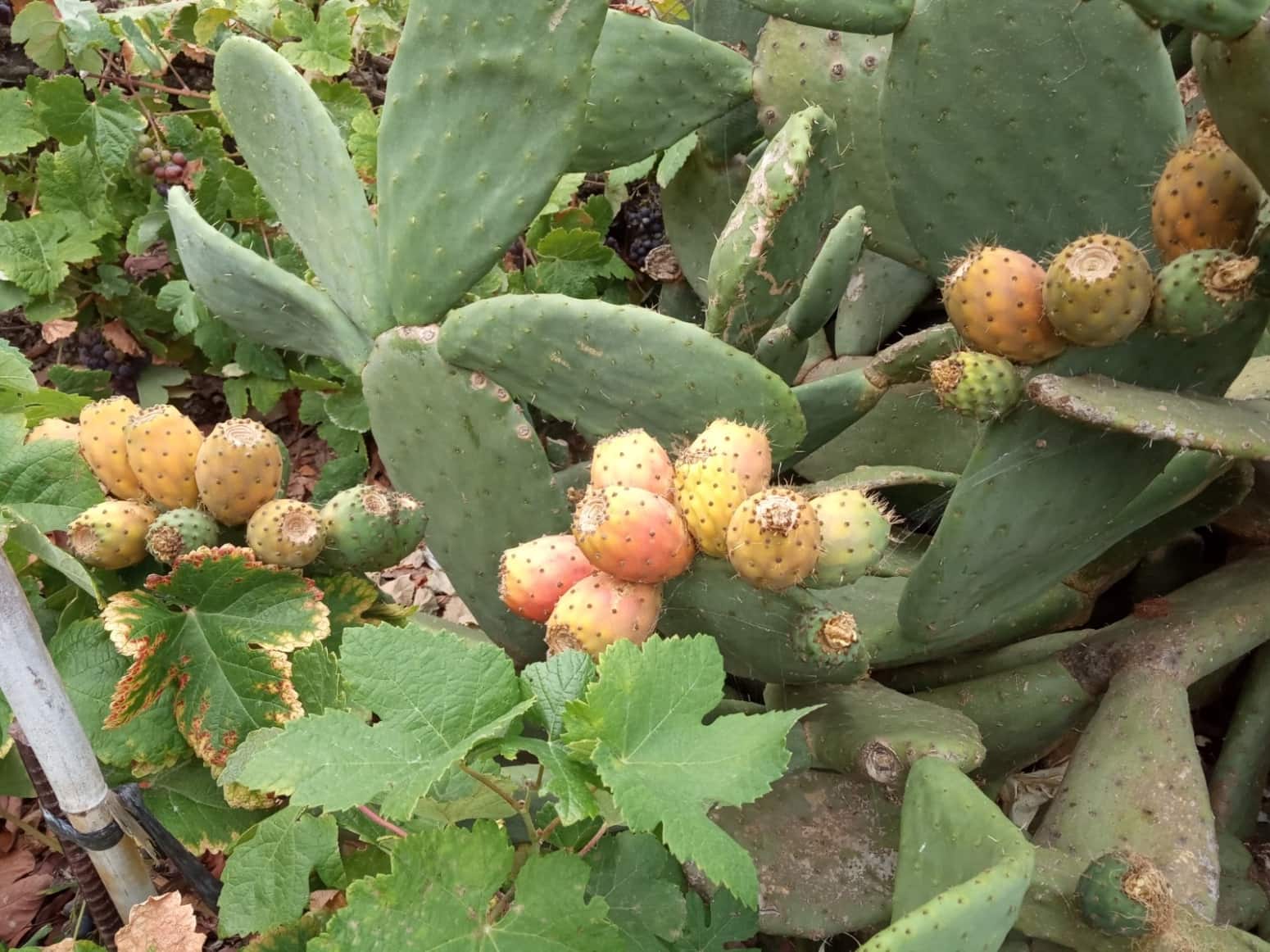 4 soveværelse Villa til salg i La Orotava med garage - € 299.000 (Ref: 8820585)