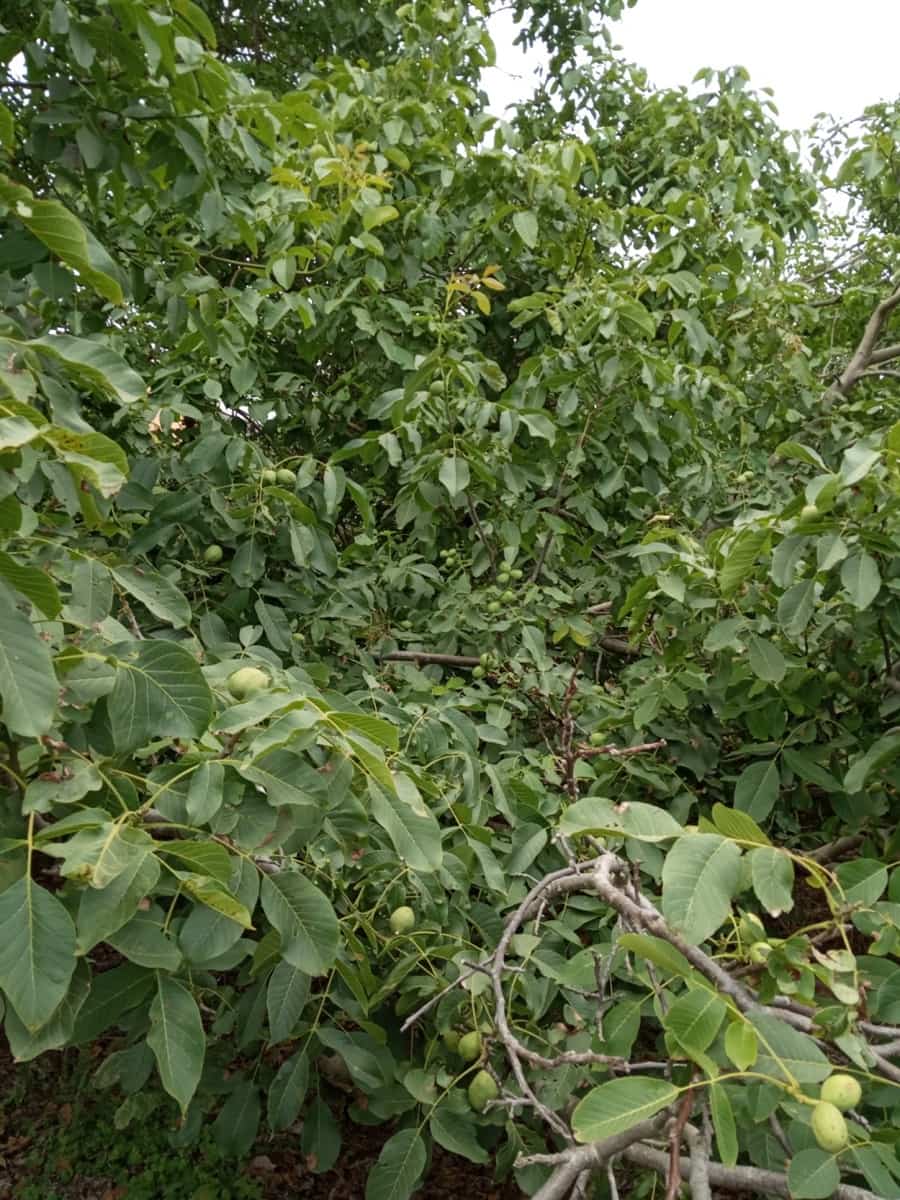 4 soveværelse Villa til salg i La Orotava med garage - € 299.000 (Ref: 8820585)