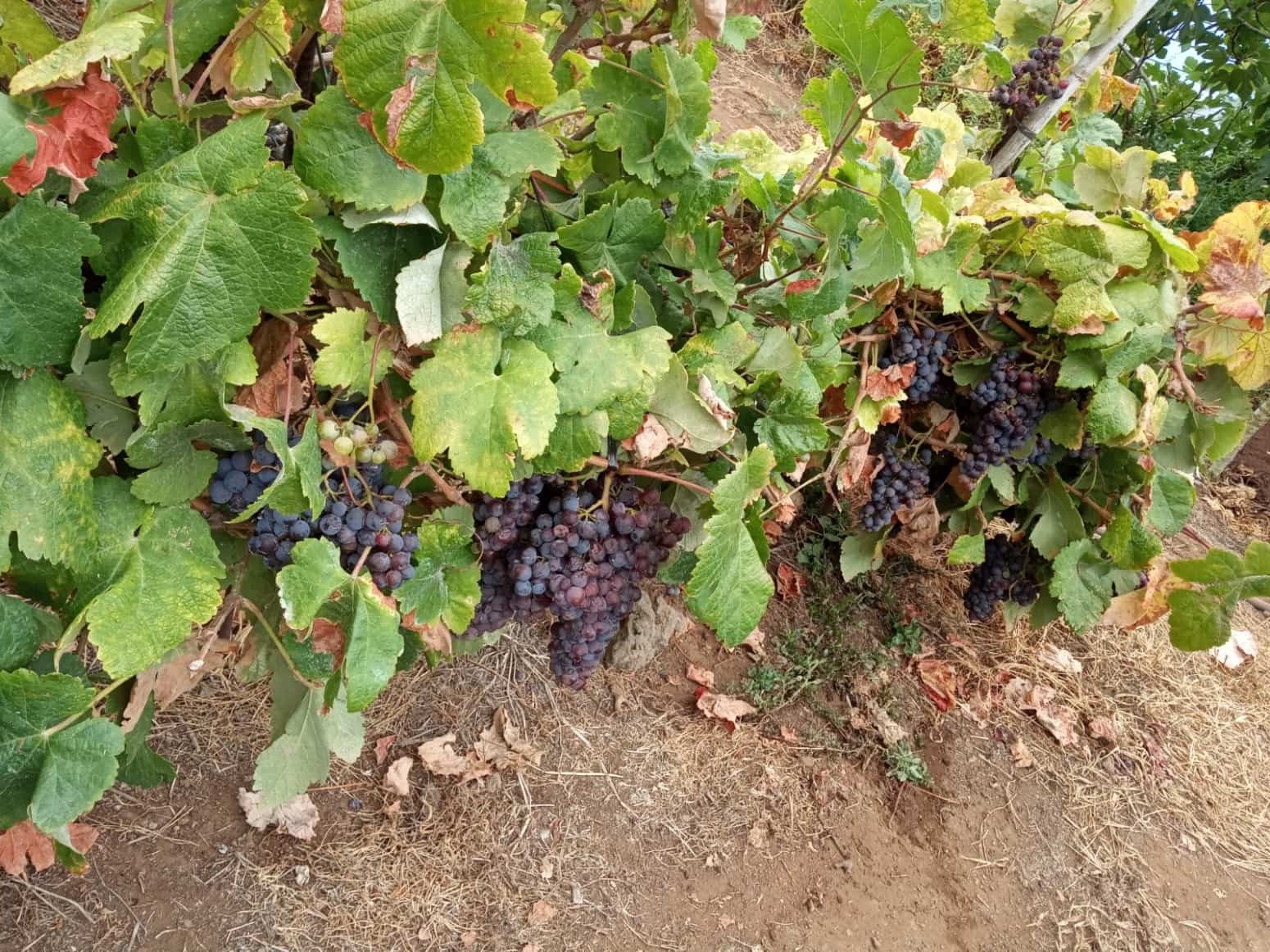 4 soveværelse Villa til salg i La Orotava med garage - € 299.000 (Ref: 8820585)