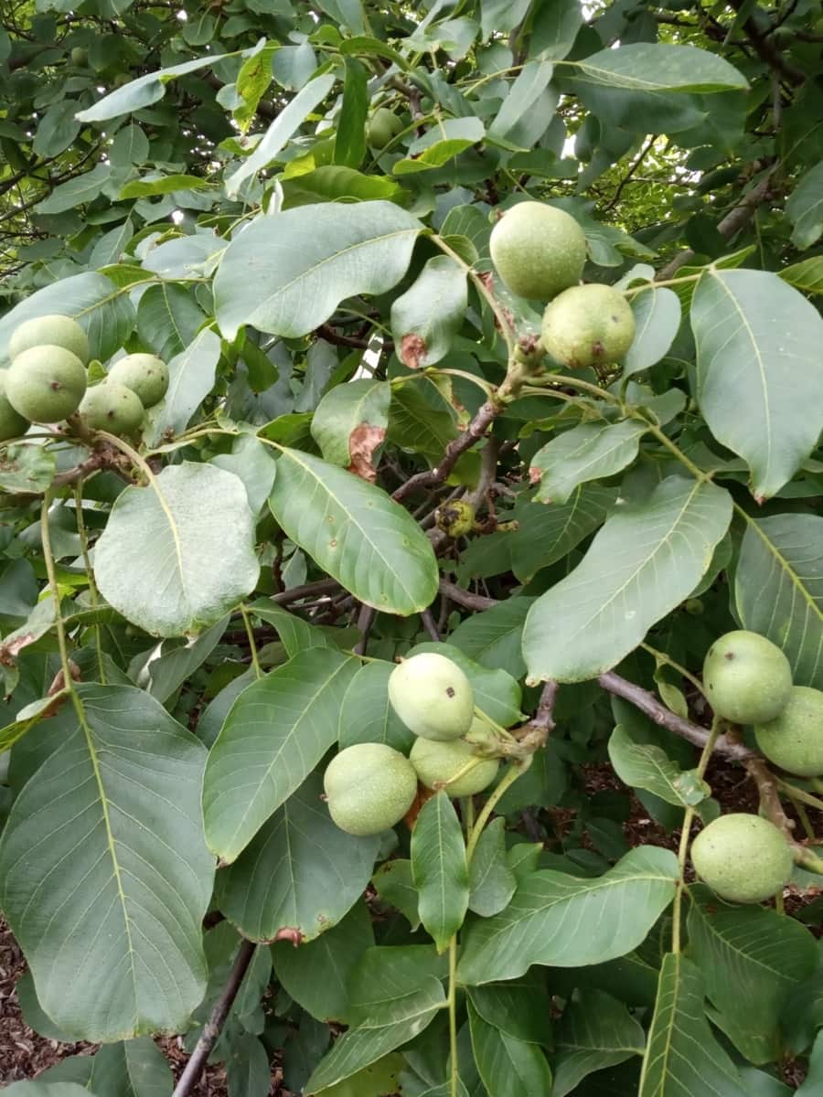 4 soveværelse Villa til salg i La Orotava med garage - € 299.000 (Ref: 8820585)