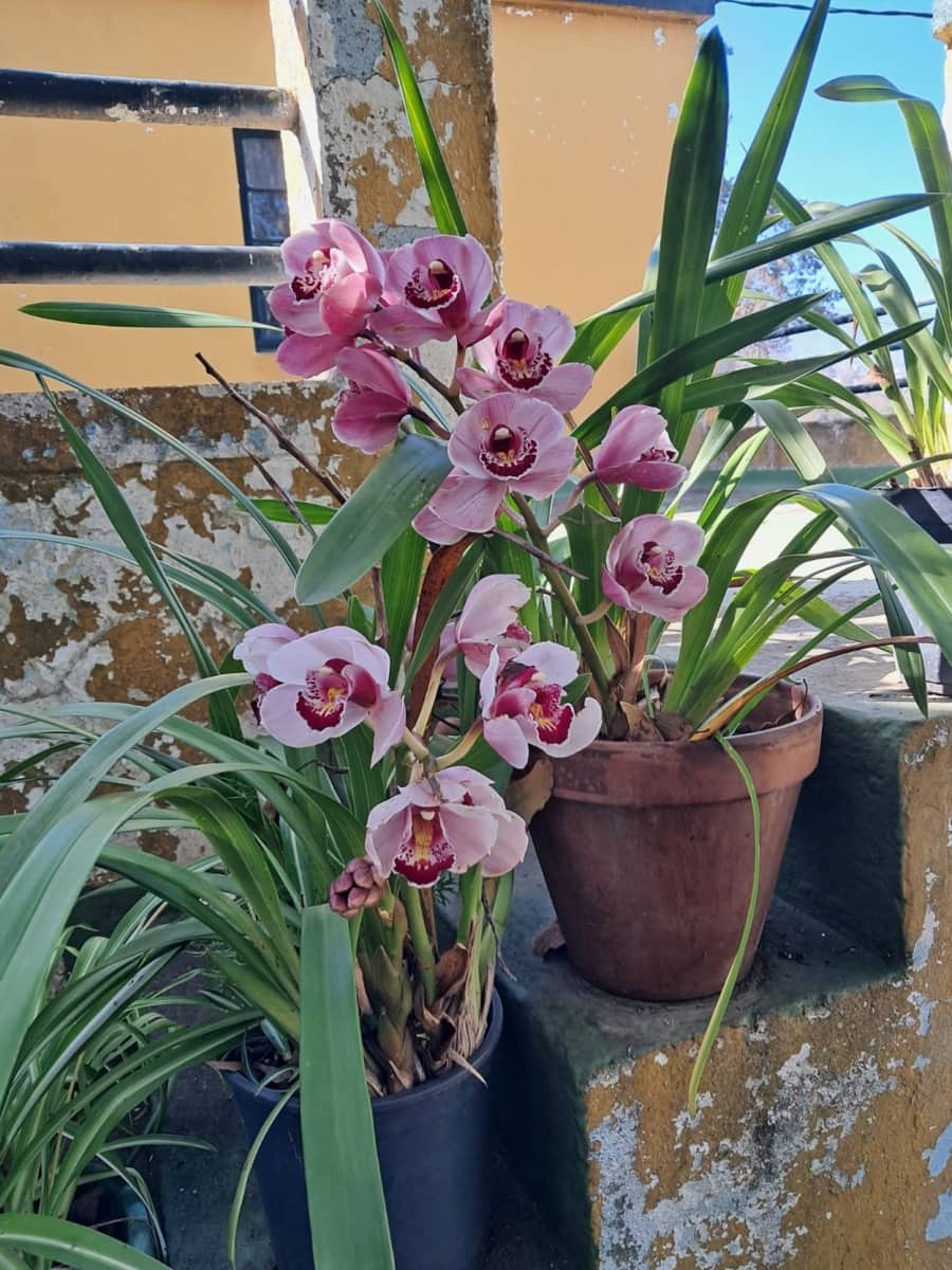 4 soveværelse Villa til salg i La Orotava med garage - € 299.000 (Ref: 8820585)