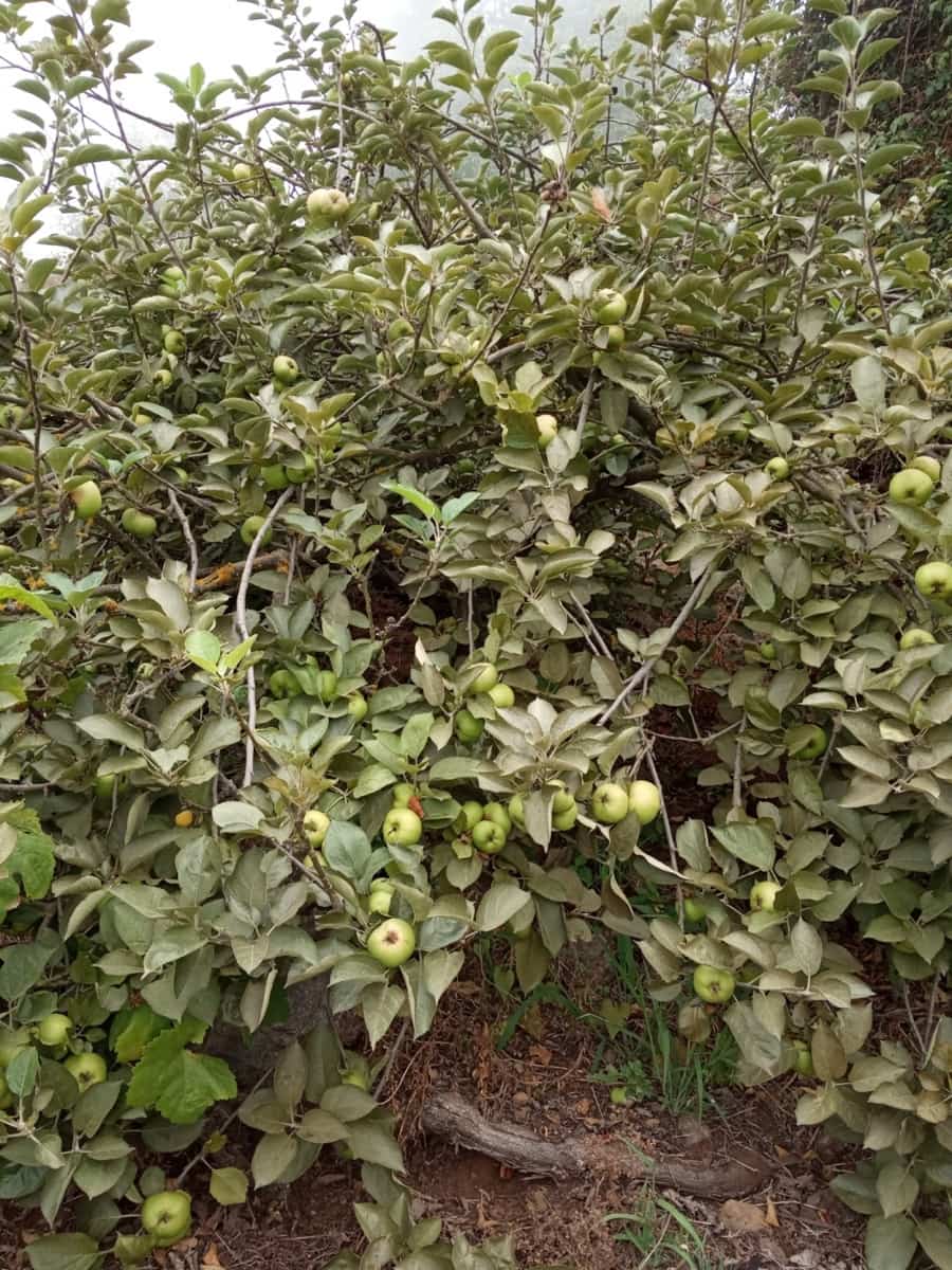 4 soveværelse Villa til salg i La Orotava med garage - € 299.000 (Ref: 8820585)