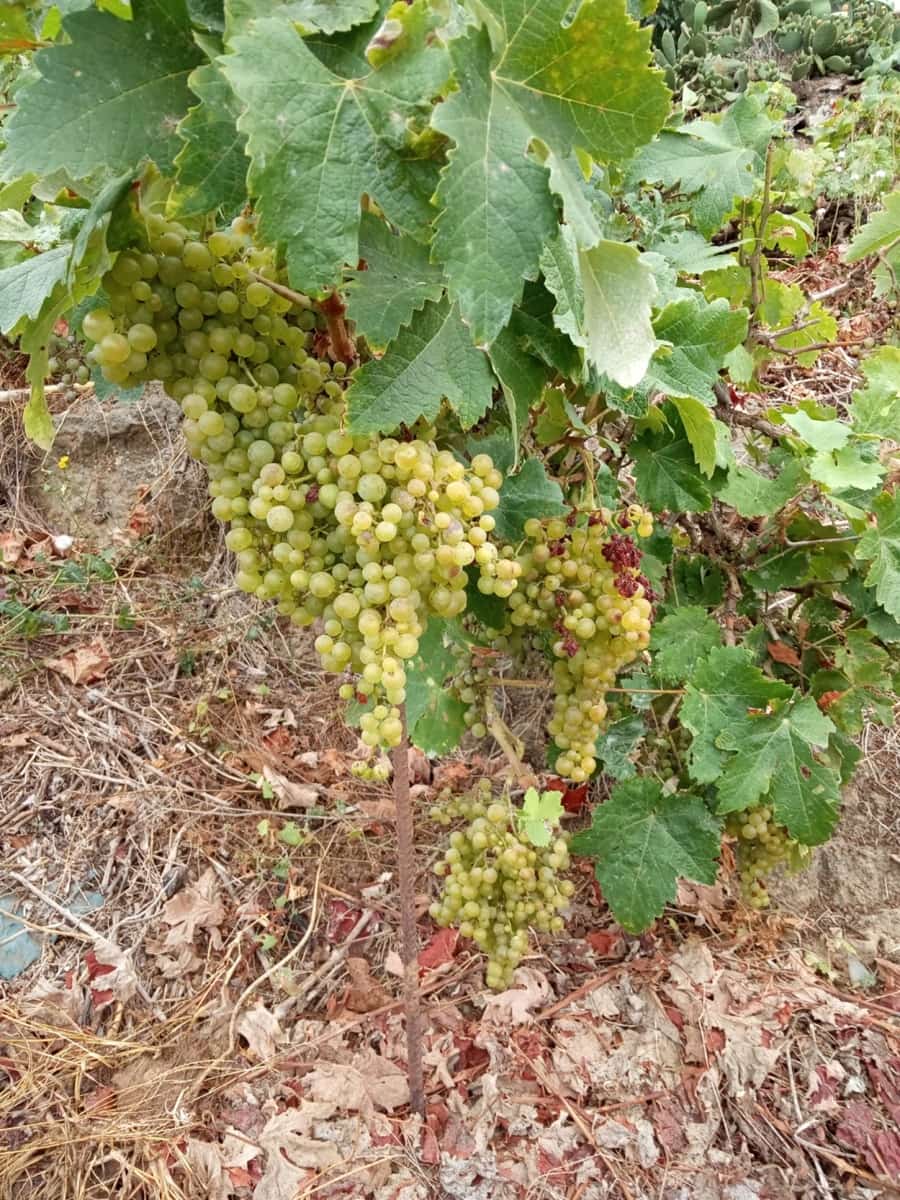 4 soveværelse Villa til salg i La Orotava med garage - € 299.000 (Ref: 8820585)