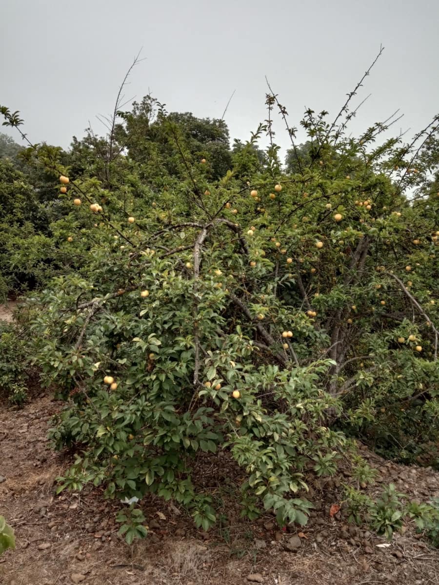 4 soveværelse Villa til salg i La Orotava med garage - € 299.000 (Ref: 8820585)