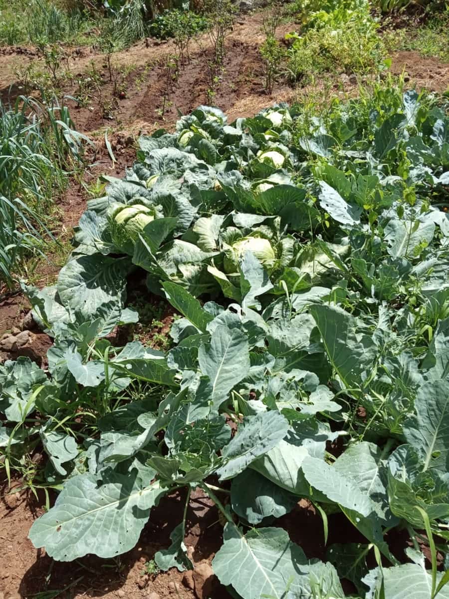 4 soveværelse Villa til salg i La Orotava med garage - € 299.000 (Ref: 8820585)