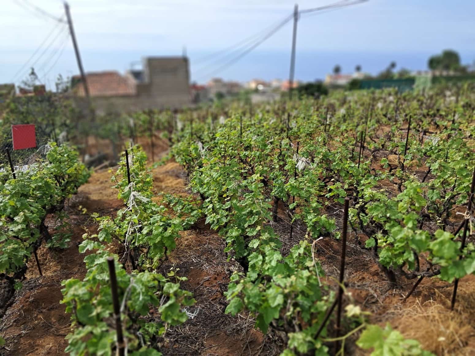 Działka budowlana na sprzedaż w La Victoria de Acentejo - 60 000 € (Ref: 9058628)