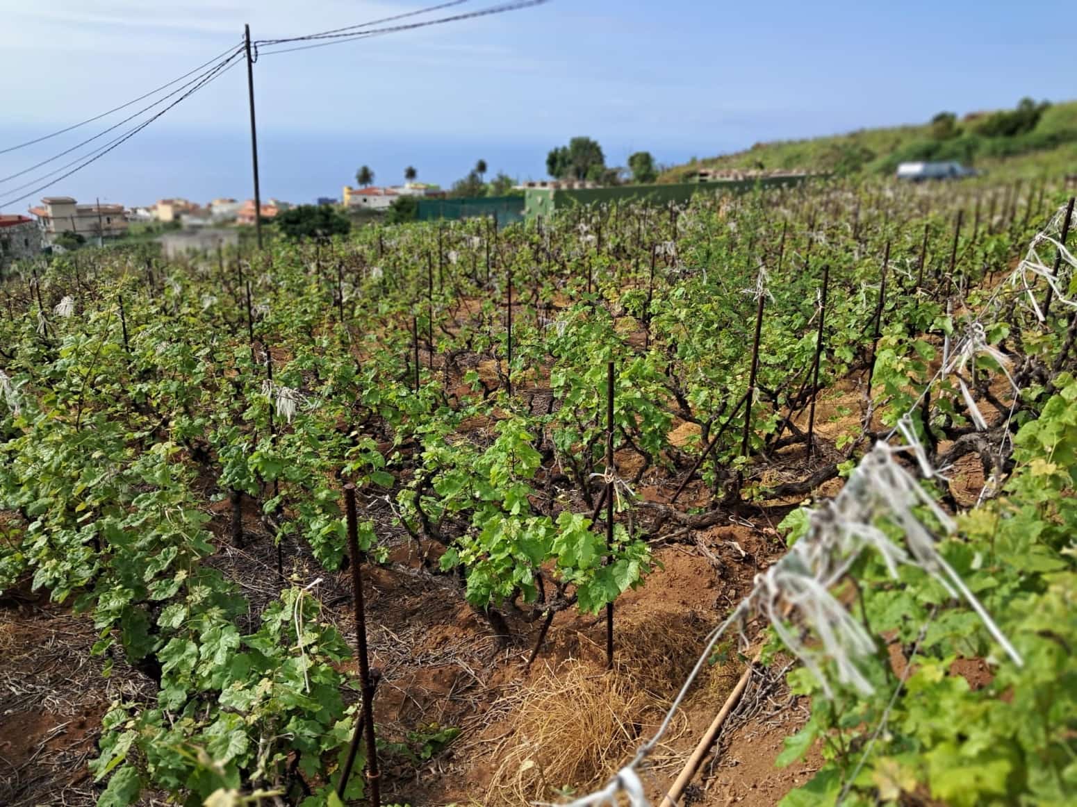 Działka budowlana na sprzedaż w La Victoria de Acentejo - 60 000 € (Ref: 9058628)