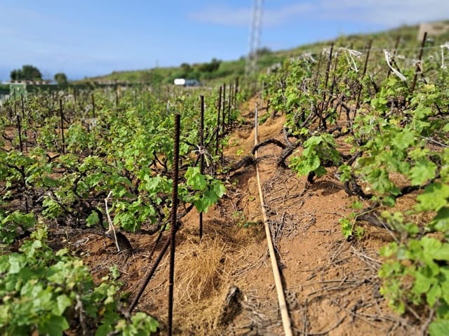 Bouwgrond te koop in La Victoria de Acentejo - € 60.000 (Ref: 9058628)