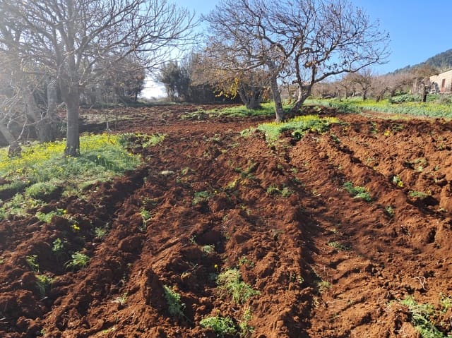 Bouwgrond te koop in El Rosario - € 295.000 (Ref: 9525767)