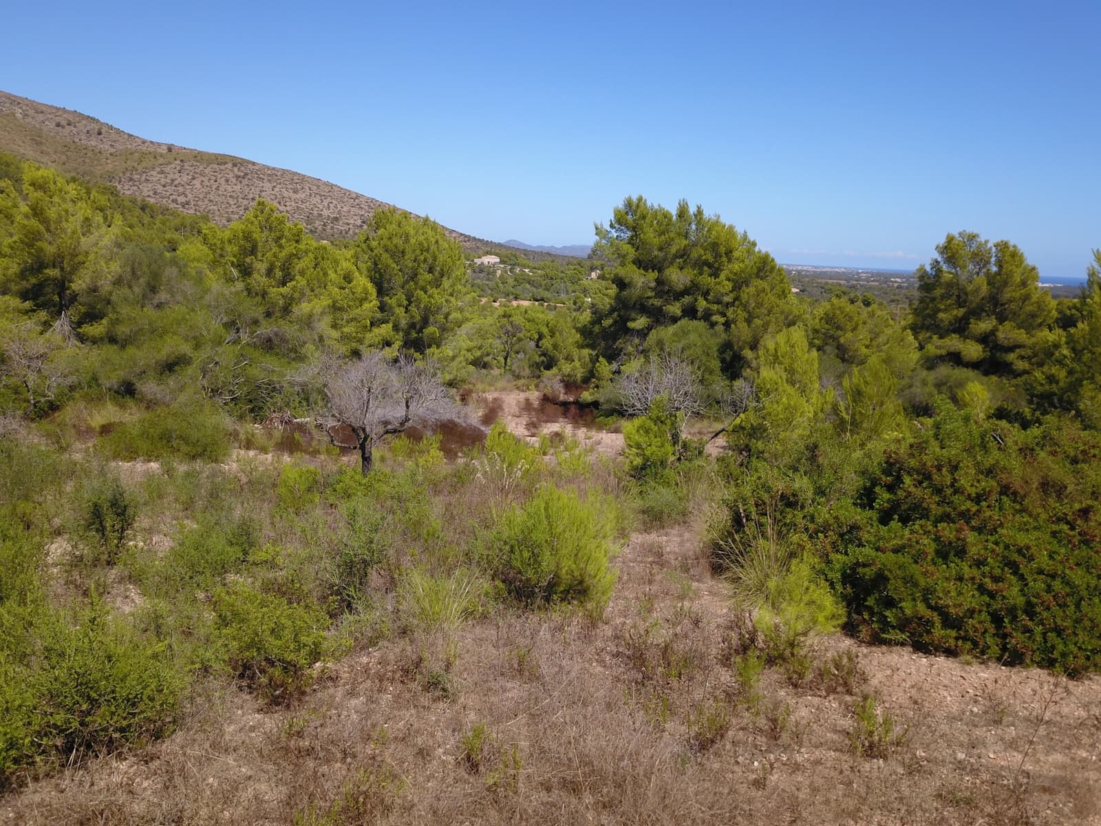Terre non Aménagée à vendre à Manacor - 1 075 000 € (Ref: 10042162)