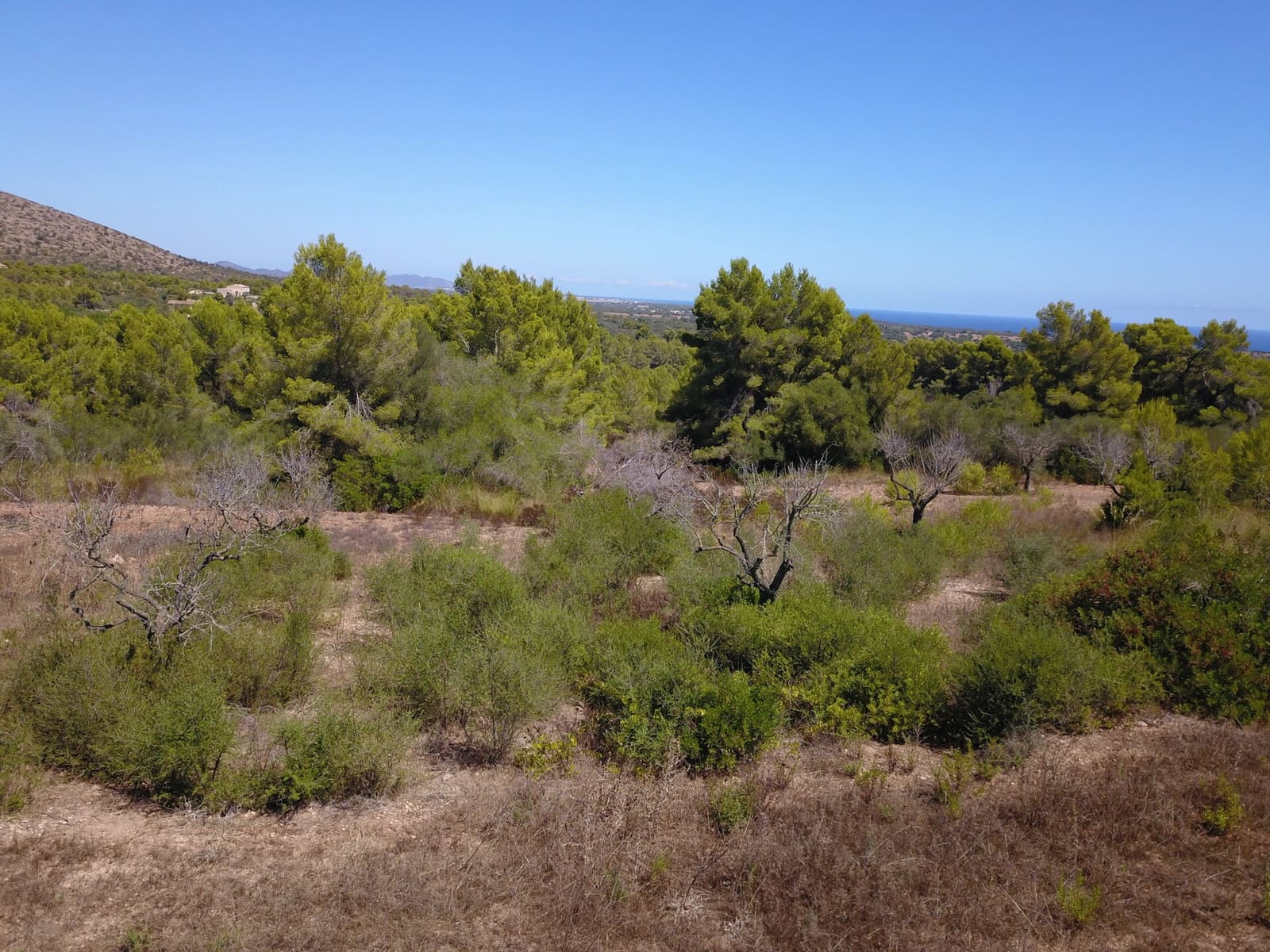 Terre non Aménagée à vendre à Manacor - 1 075 000 € (Ref: 10042162)