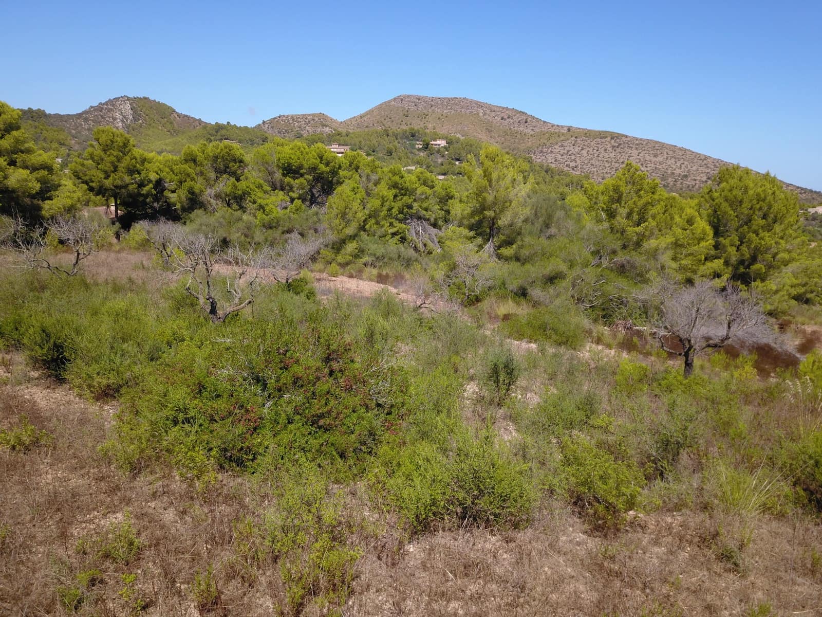 Terre non Aménagée à vendre à Manacor - 1 075 000 € (Ref: 10042162)