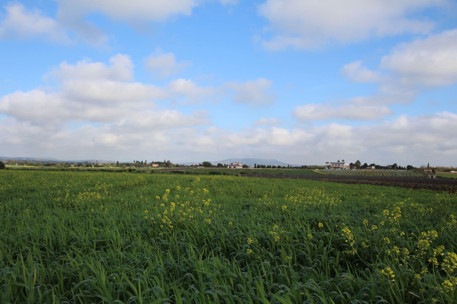 Grond te koop in Felanitx - € 265.000 (Ref: 9431639)