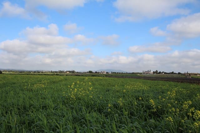 Grond te koop in Felanitx - € 265.000 (Ref: 9431639)