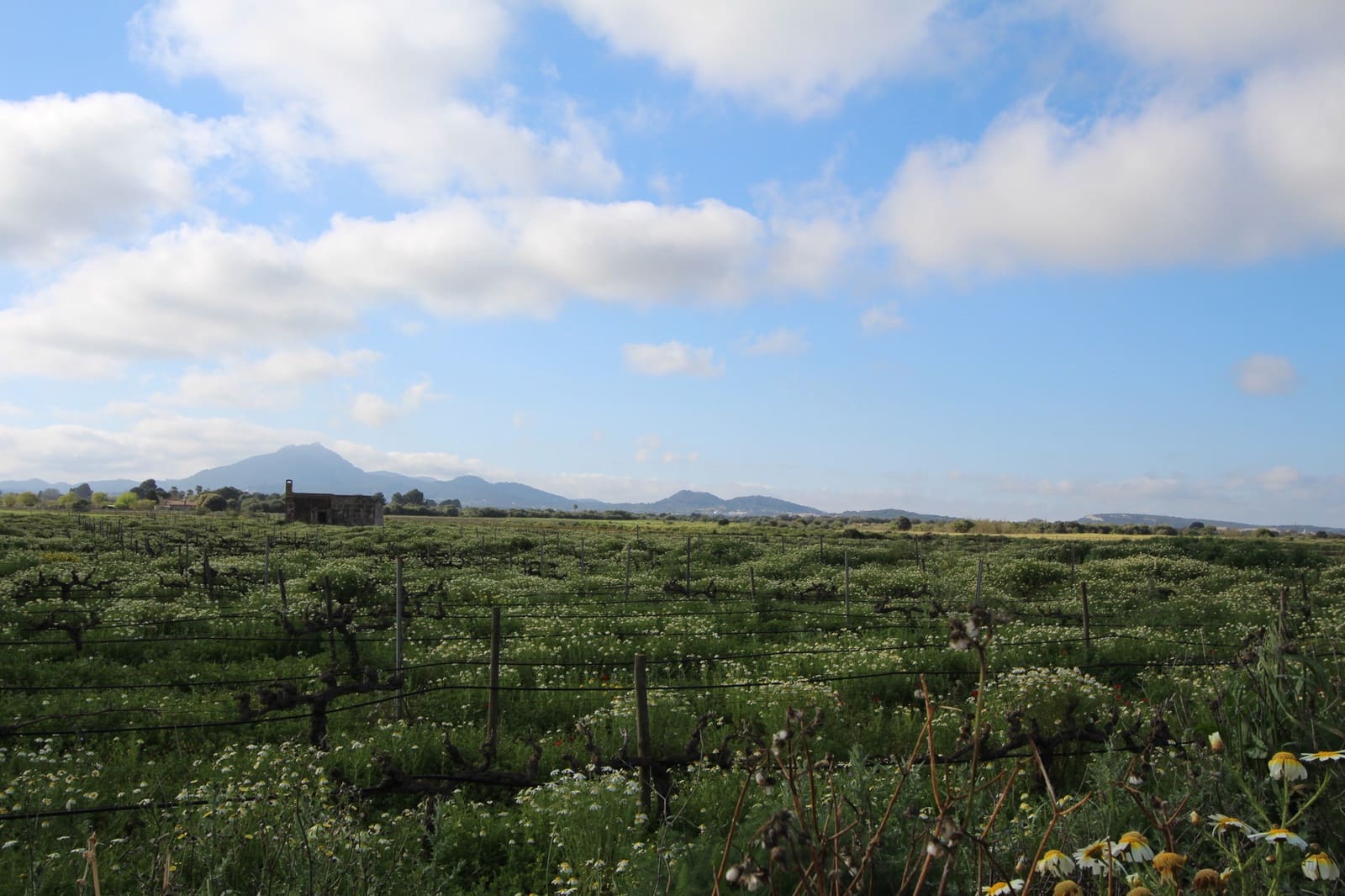 Grond te koop in Felanitx - € 265.000 (Ref: 9431639)