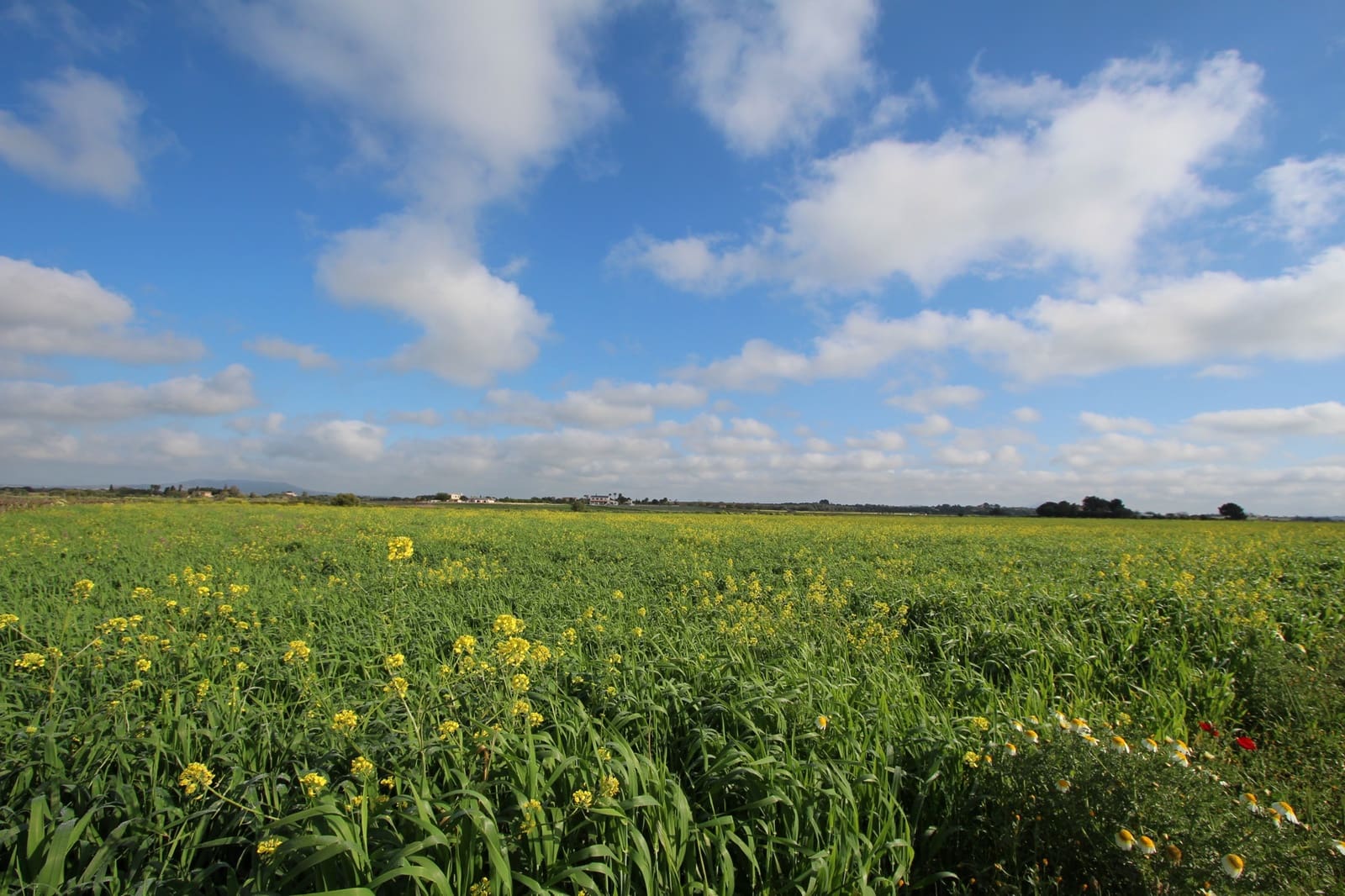 Grond te koop in Felanitx - € 265.000 (Ref: 9431639)