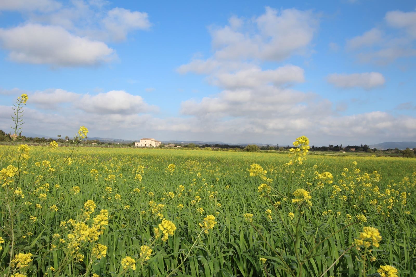 Grond te koop in Felanitx - € 265.000 (Ref: 9431639)