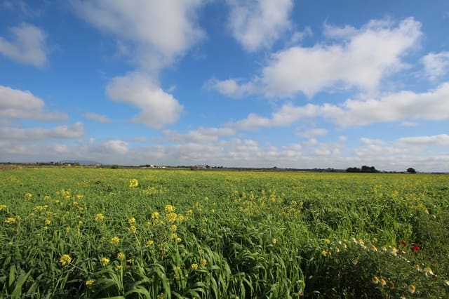 Grond te koop in Felanitx - € 265.000 (Ref: 9431639)