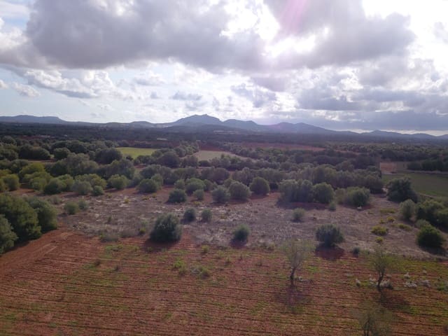 Undeveloped Land for sale in Felanitx - € 170,000 (Ref: 9431640)