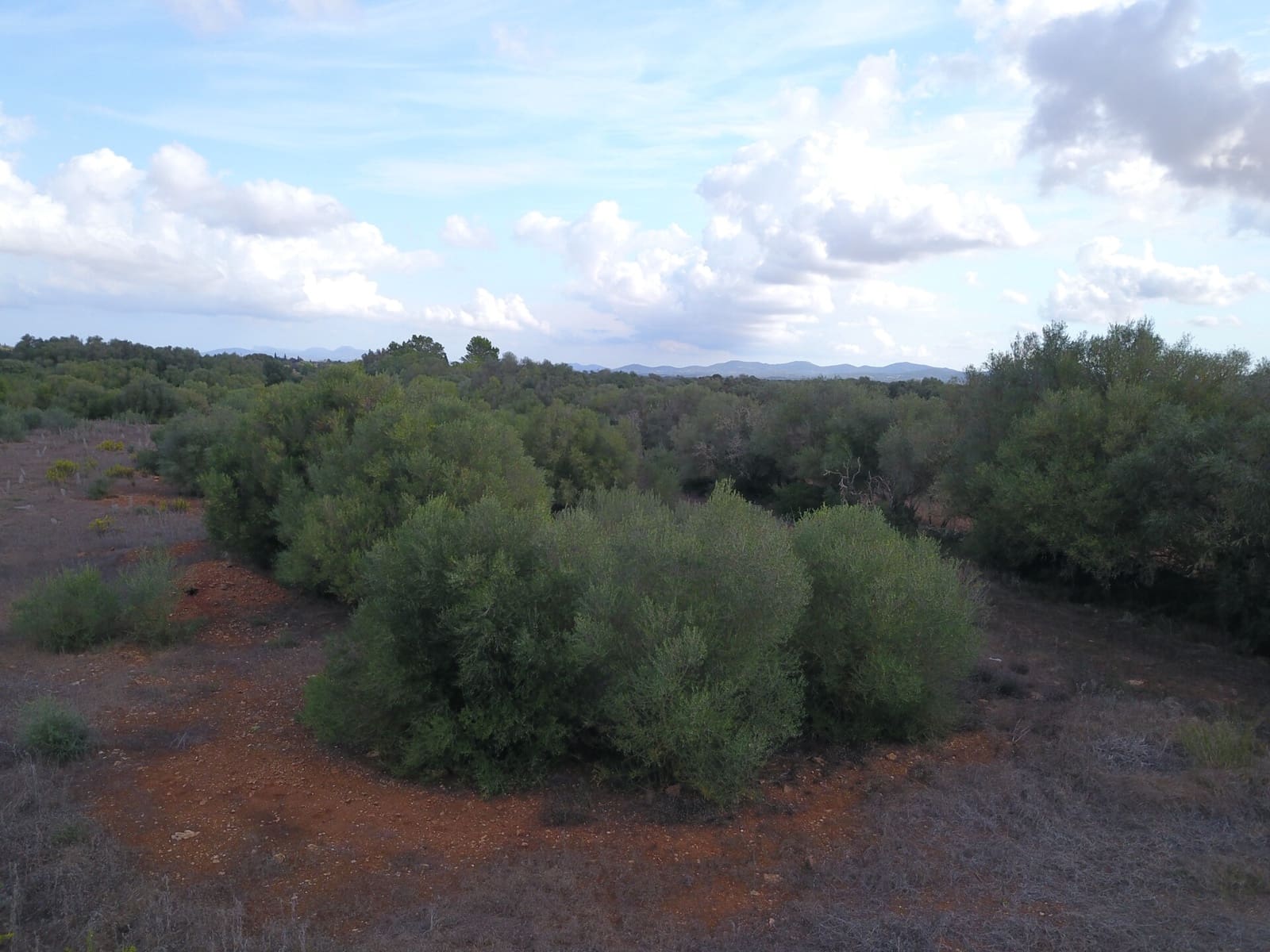 Undeveloped Land for sale in Felanitx - € 170,000 (Ref: 9431640)