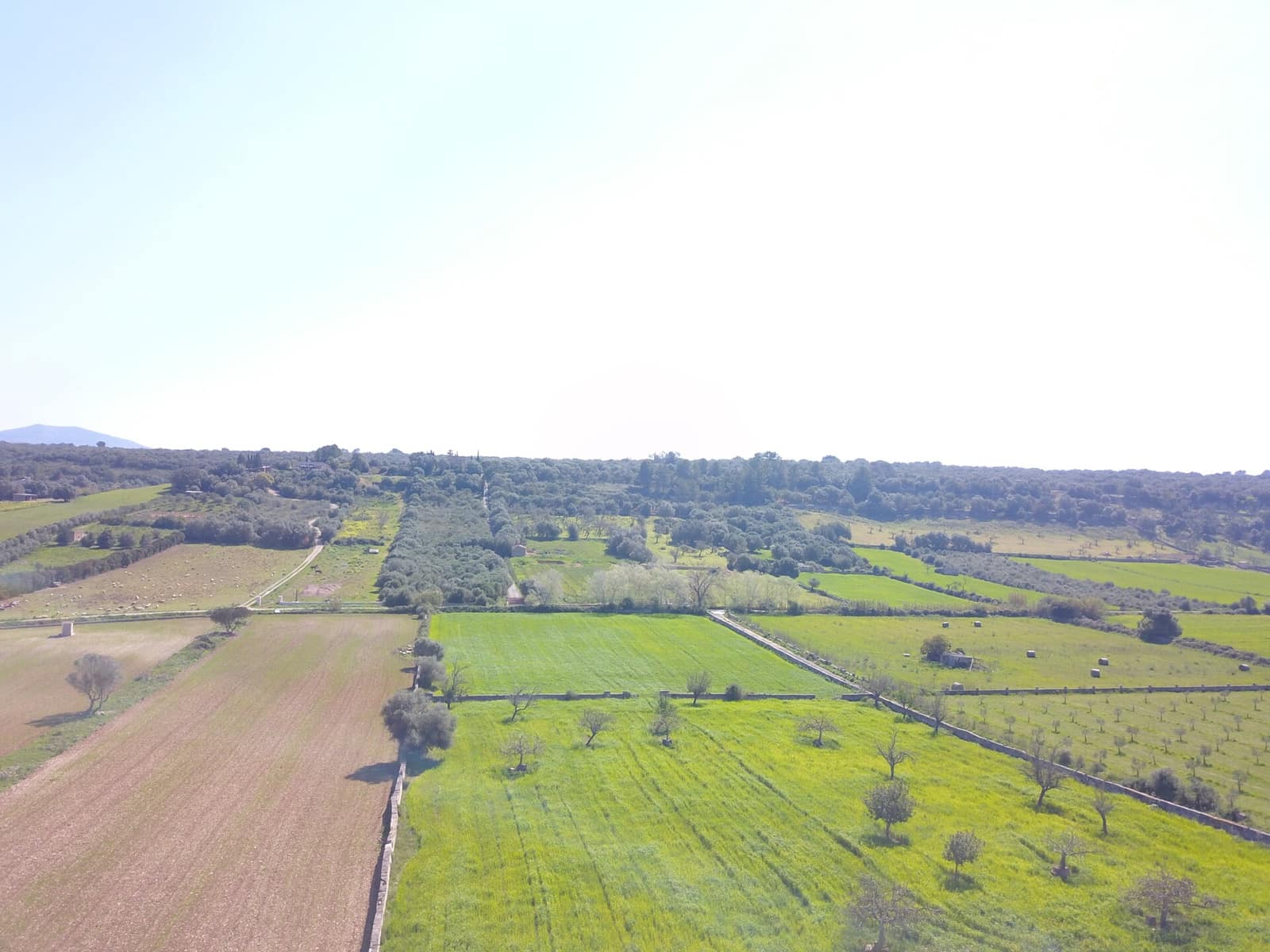 Undeveloped Land for sale in Ariany - € 215,000 (Ref: 9431645)