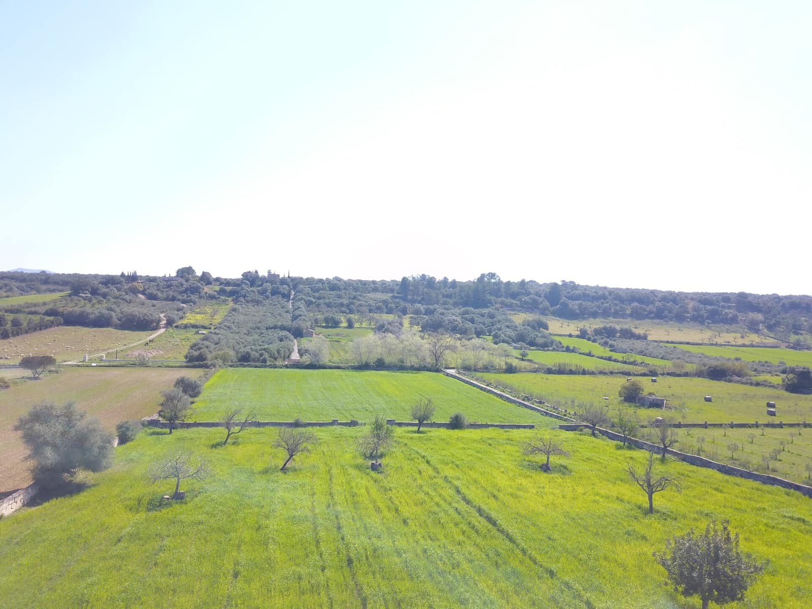 Undeveloped Land for sale in Ariany - € 215,000 (Ref: 9431645)