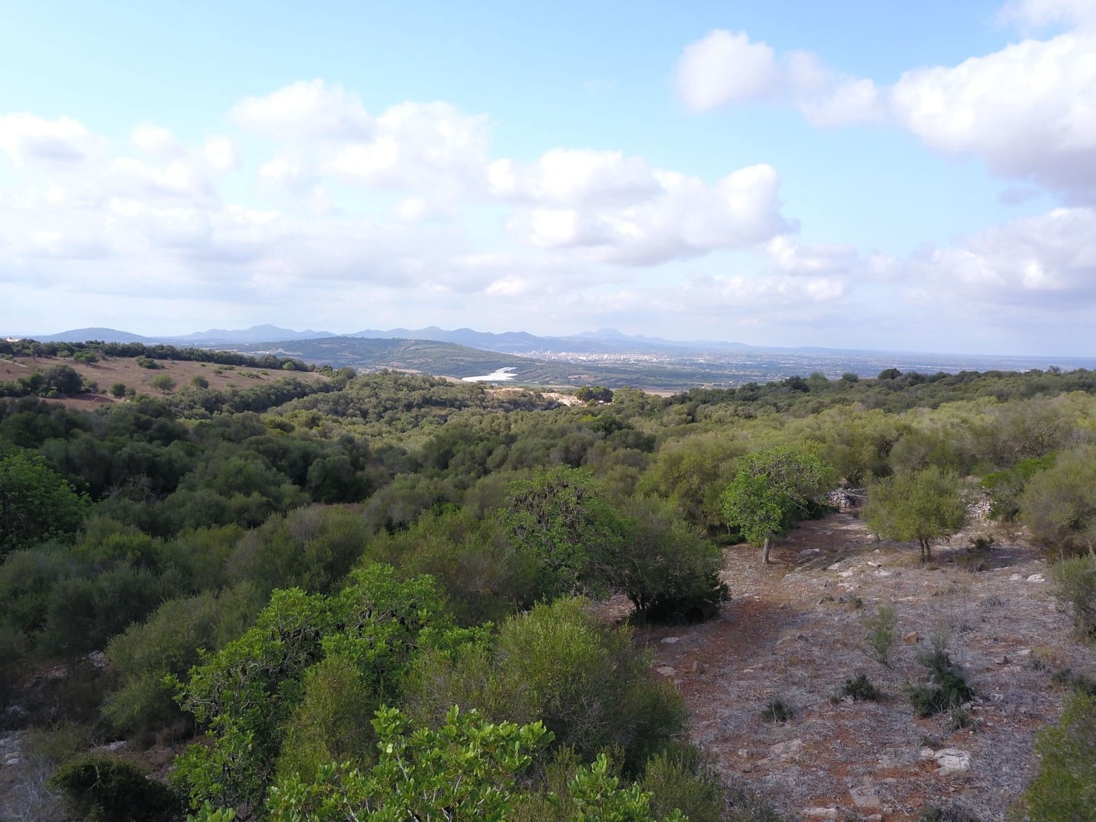 Undeveloped Land for sale in Manacor - € 395,000 (Ref: 9431649)