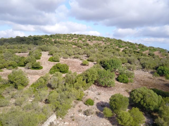 Undeveloped Land for sale in Manacor - € 395,000 (Ref: 9431649)