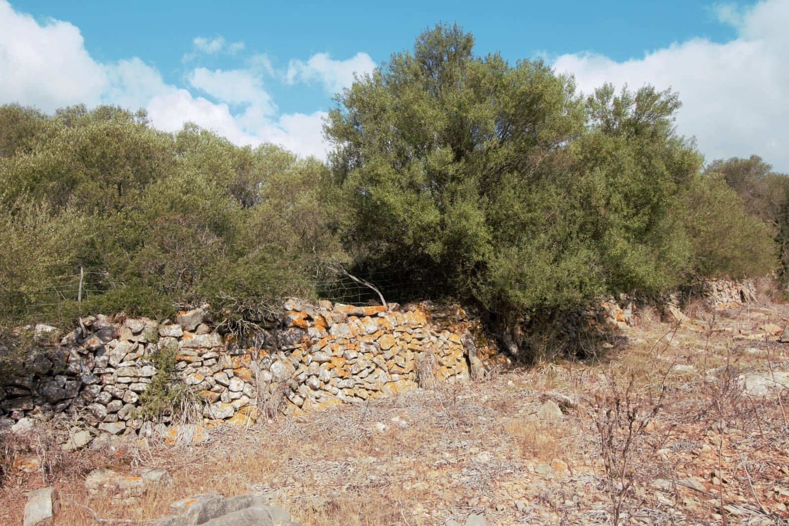 Undeveloped Land for sale in Manacor - € 395,000 (Ref: 9431649)