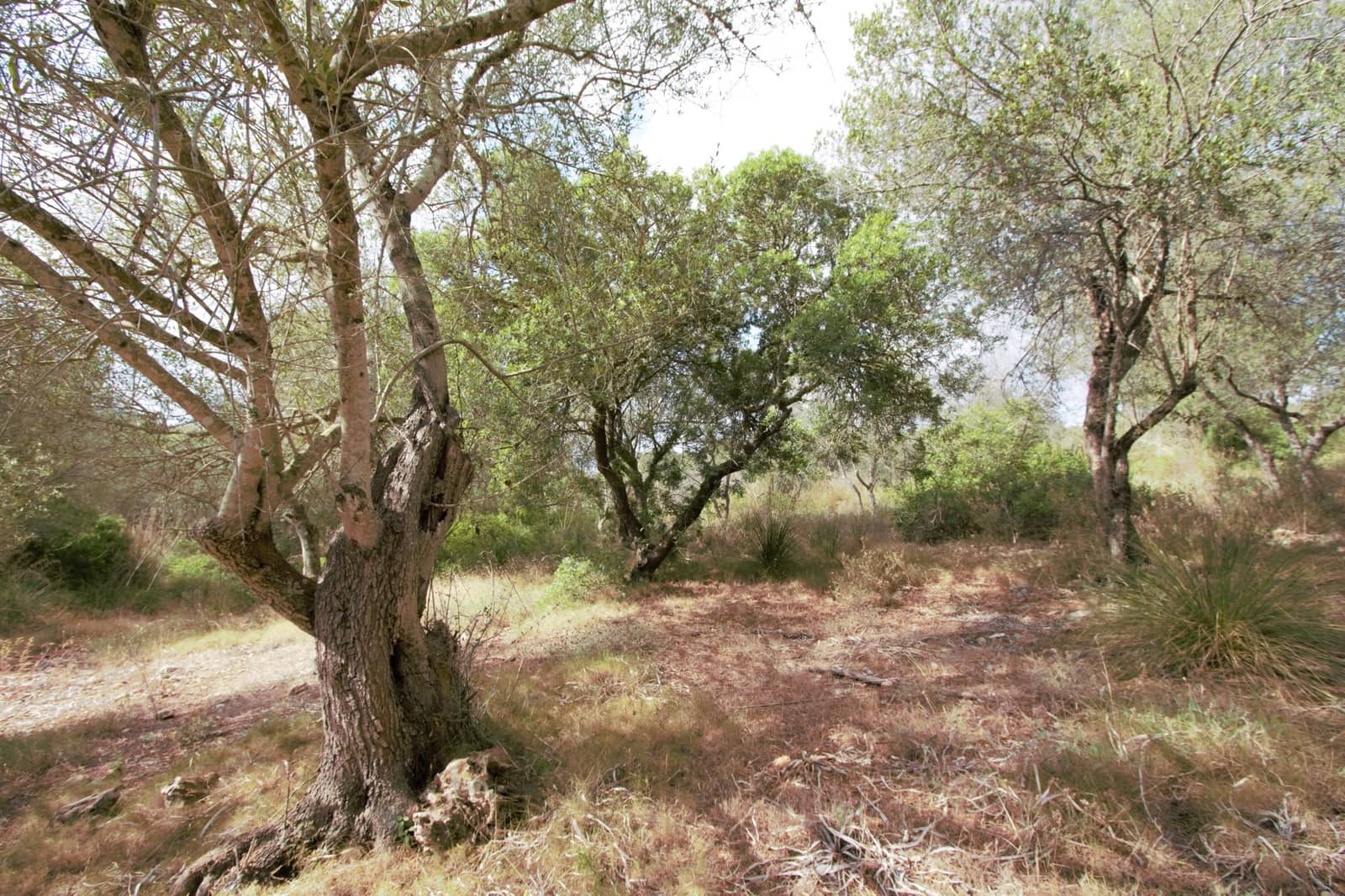 Undeveloped Land for sale in Manacor - € 395,000 (Ref: 9431649)