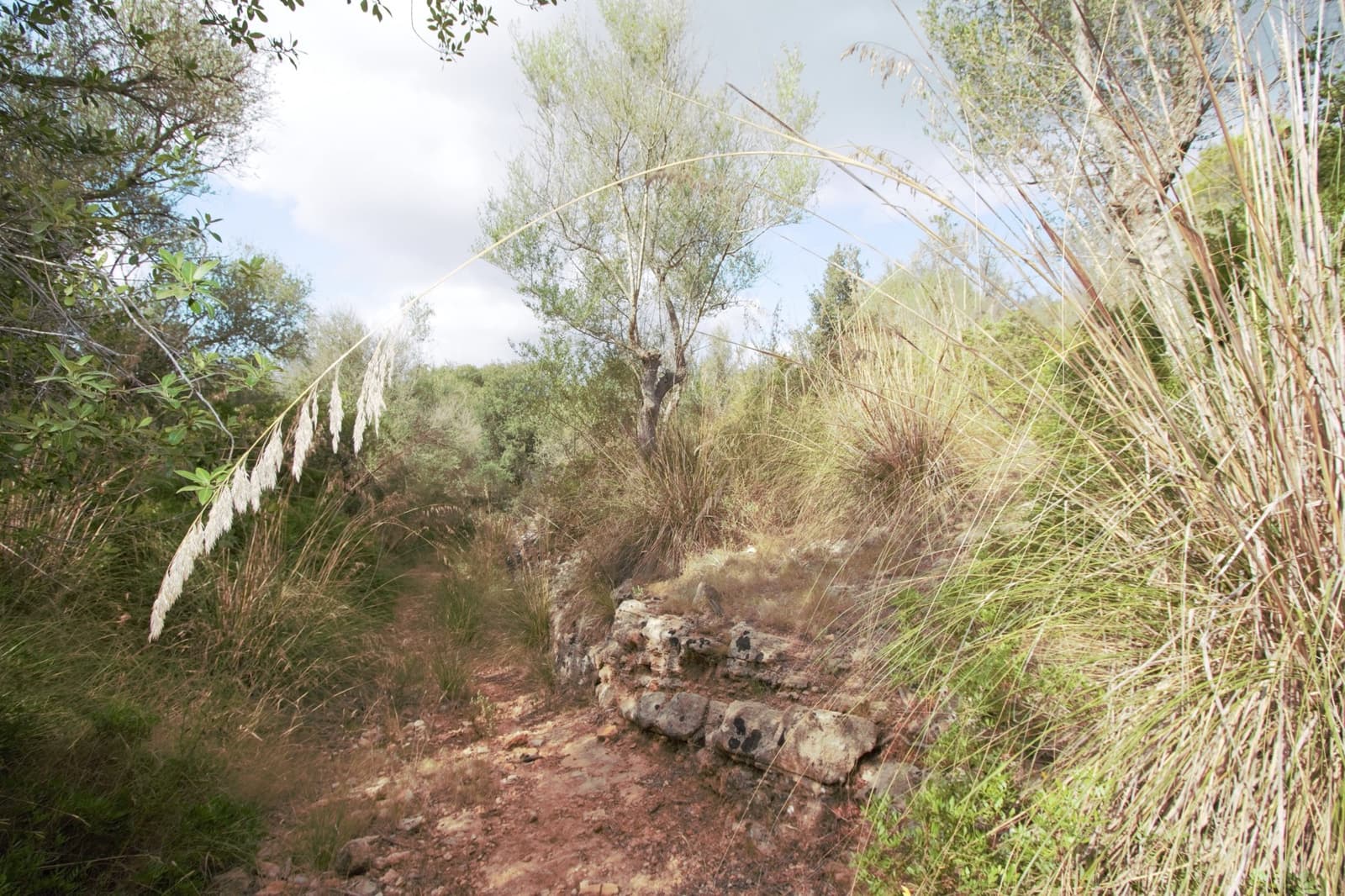 Undeveloped Land for sale in Manacor - € 395,000 (Ref: 9431649)