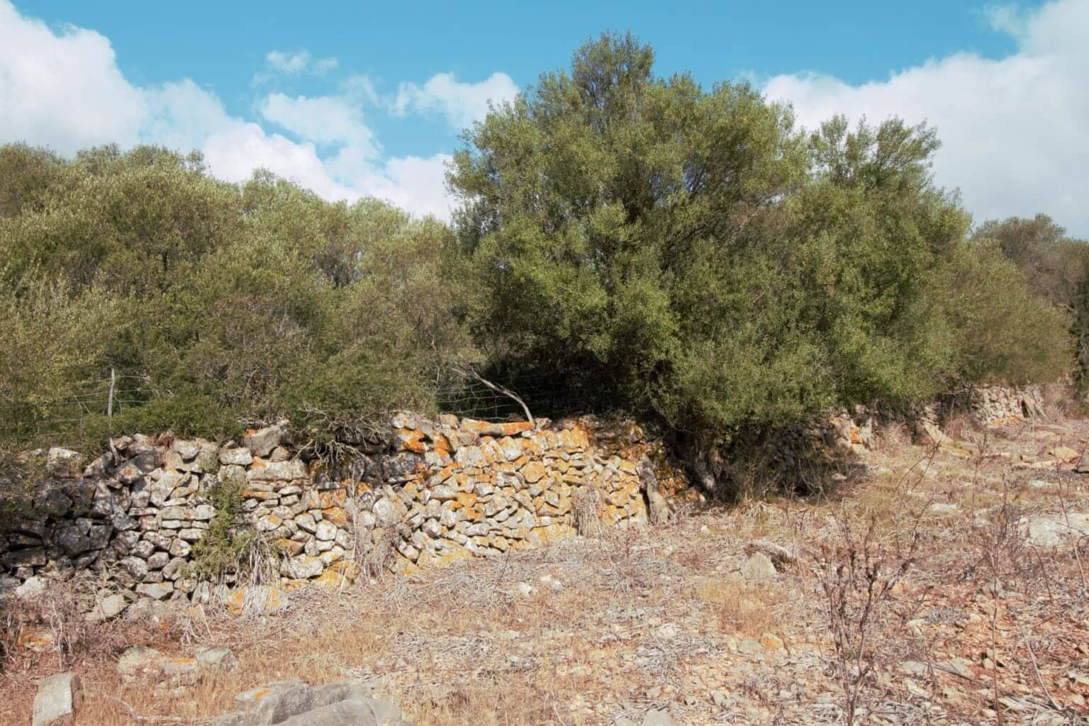 Area Edificabile in vendita in Manacor - 395.000 € (Rif: 9431649)