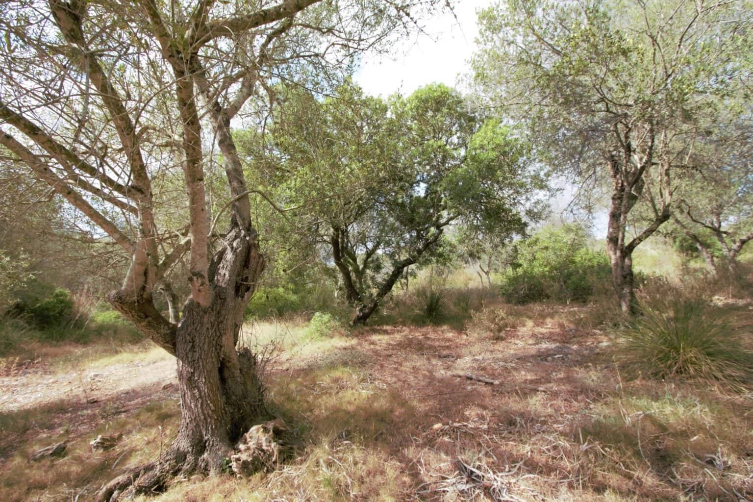 Area Edificabile in vendita in Manacor - 395.000 € (Rif: 9431649)