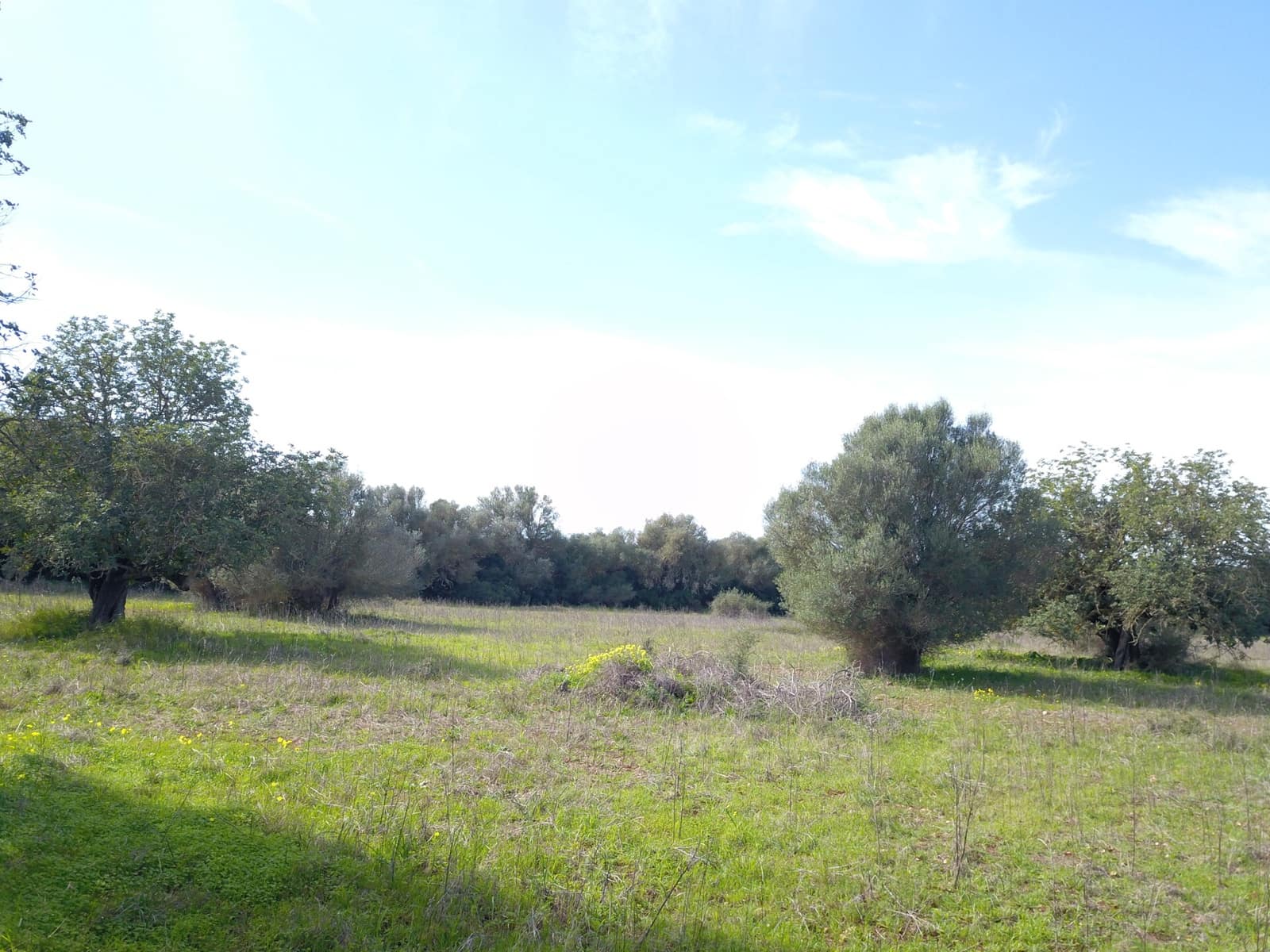 Mark till salu i Felanitx - 195 000 € (Ref: 9657835)