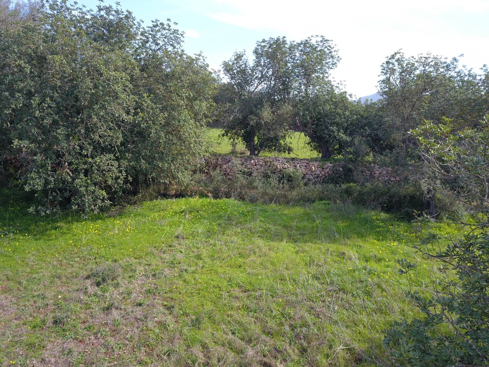 Mark till salu i Felanitx - 195 000 € (Ref: 9657835)