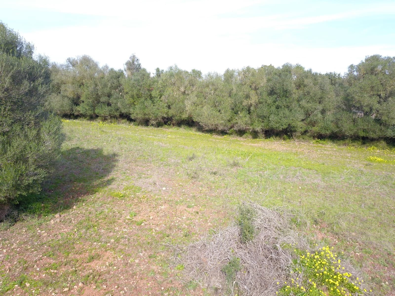 Mark till salu i Felanitx - 195 000 € (Ref: 9657835)