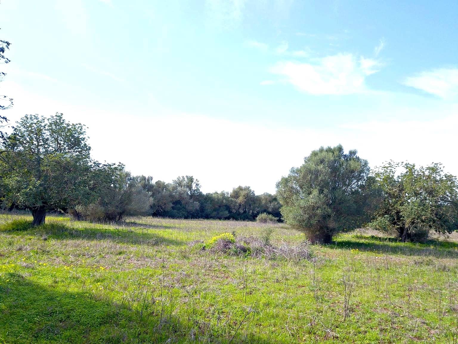 Building Plot for sale in Felanitx - € 195,000 (Ref: 9657835)