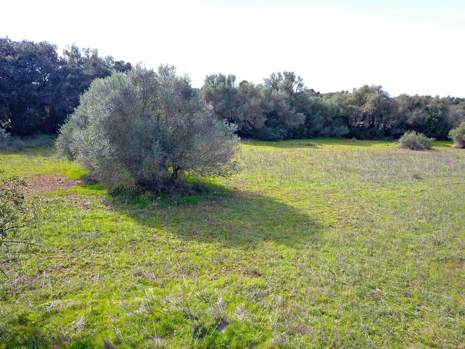 Building Plot for sale in Felanitx - € 195,000 (Ref: 9657835)