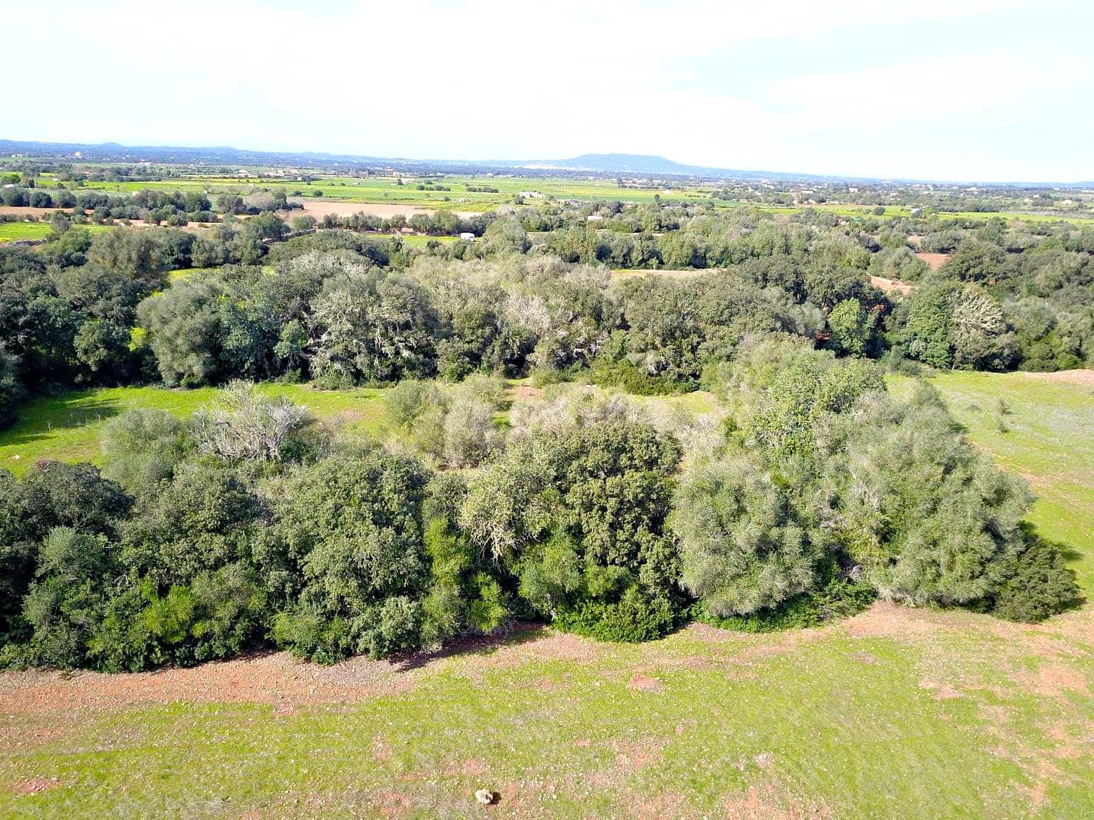 Building Plot for sale in Felanitx - € 195,000 (Ref: 9657835)