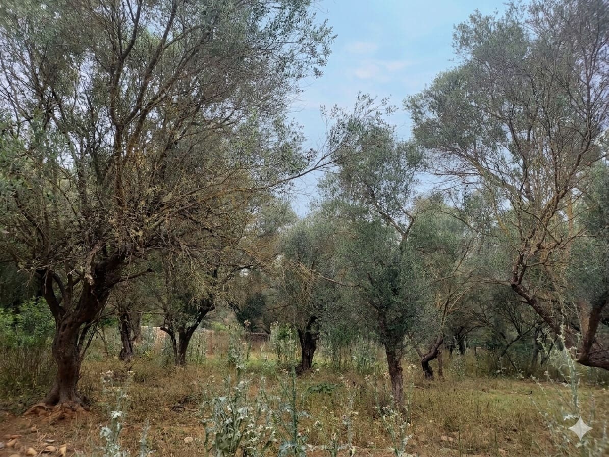 Mark till salu i Felanitx - 549 000 € (Ref: 9789817)